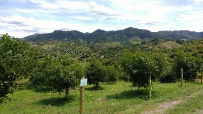 El aguacate colombiano ingresa al mercado más grande del mundo