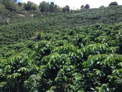 El sector agrícola es la esperanza de la economía del país, a pesar de no tener los resultados esperados